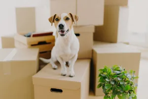 long distance moving companies Pretoria