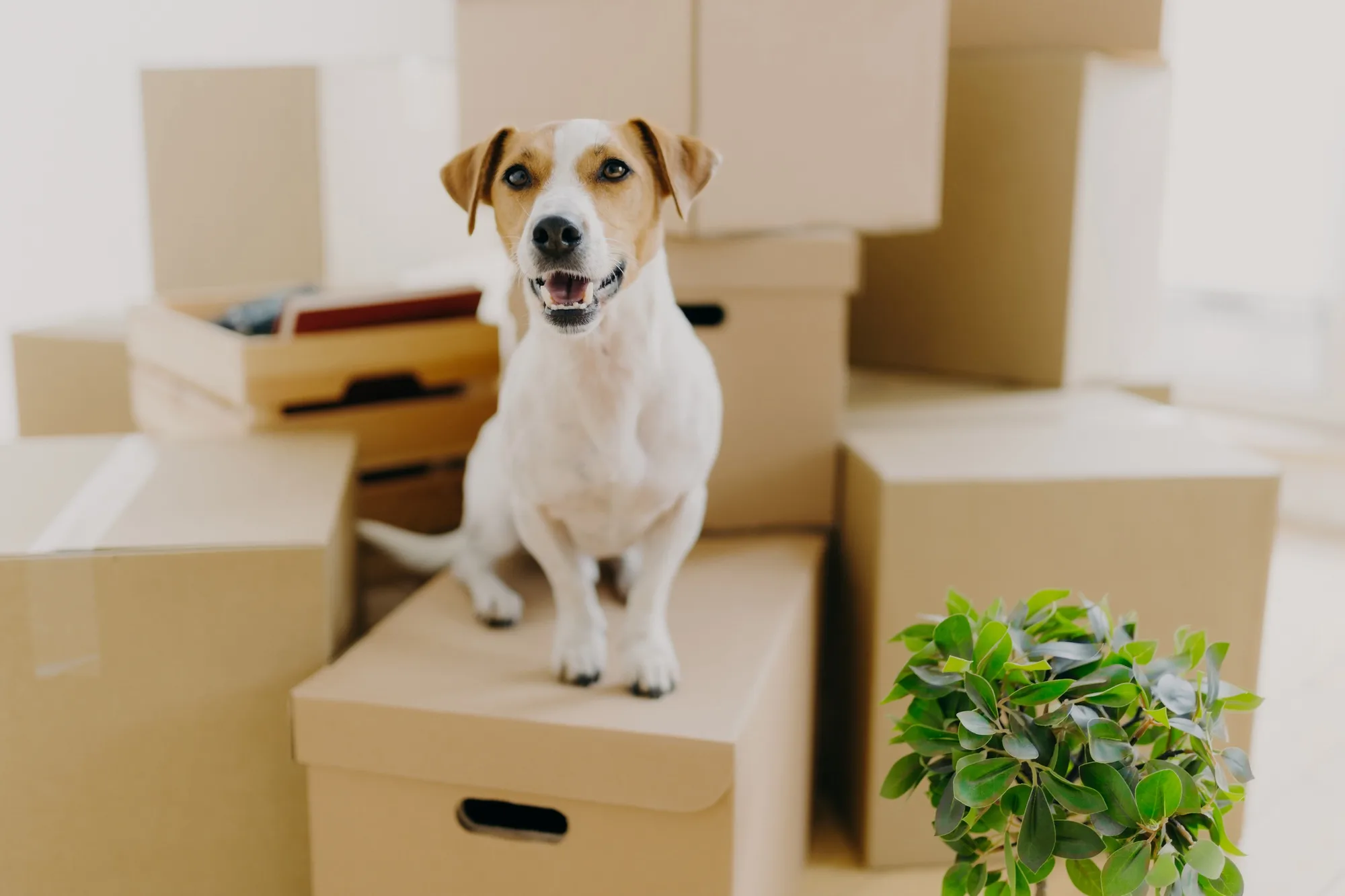 long distance moving companies Pretoria